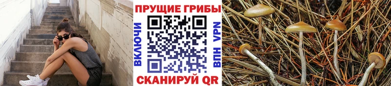 хочу   Ильский  Галлюциногенные грибы Psilocybe 